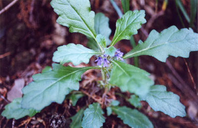 キランソウ（ジゴクノカマノフタ）