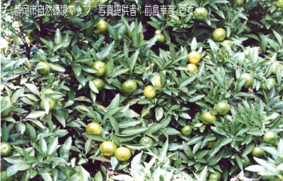 キシュウミカン