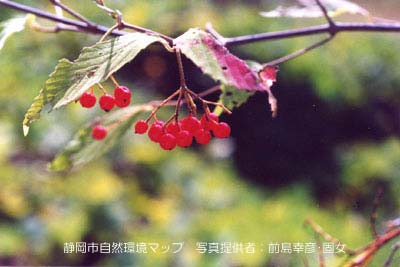 コバノガマズミ