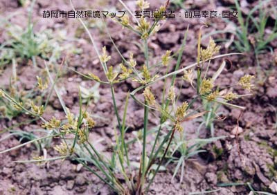 コゴメガヤツリ