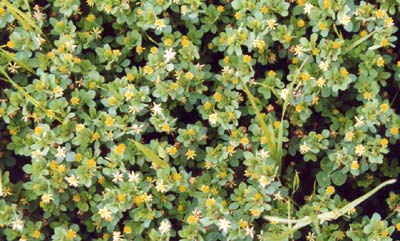 コメツブツメクサ