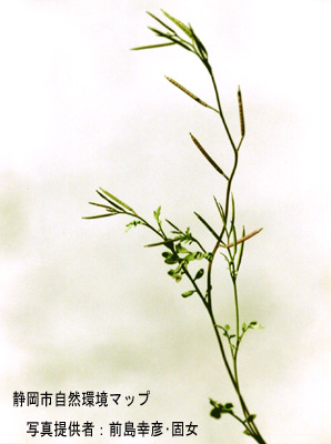 コタネツケバナ