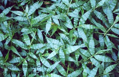 コチヂミザサ（チヂミザサ）