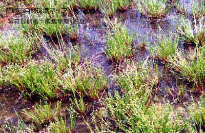 コウガイゼキショウ