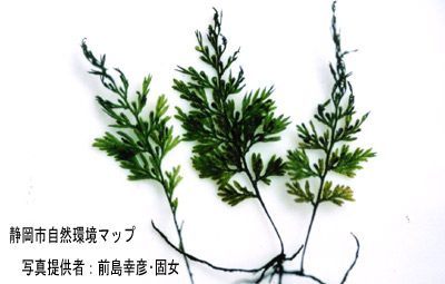 コウヤコケシノブ