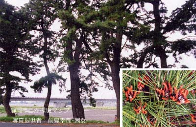 クロマツ（オマツ）