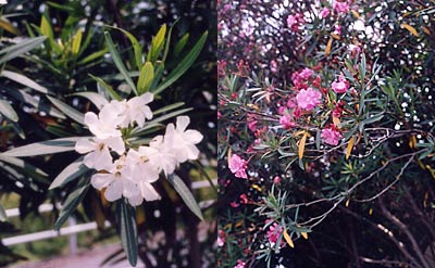 キョウチクトウ