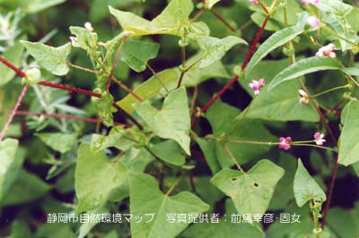 ママコノシリヌグイ