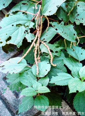 マルバヤブマオ