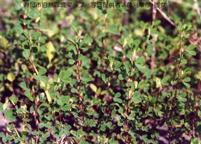 マルバヤハズソウ