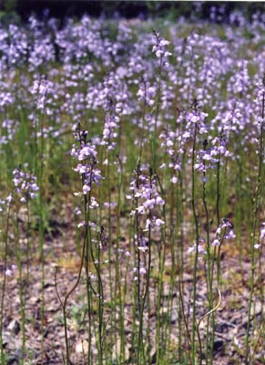 マツバウンラン