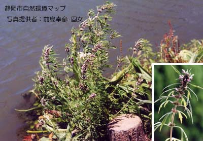 メハジキ（ヤクモソウ）