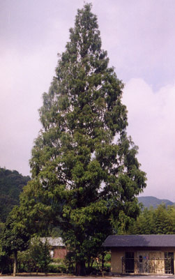 メタセコイア（アケボノスギ）