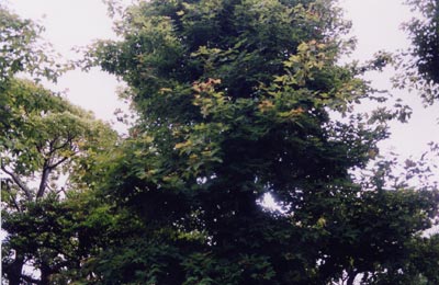 モミジバフウ（アメリカフウ）