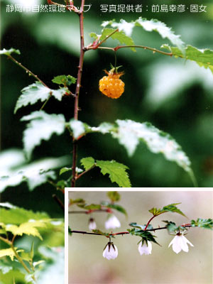 モミジイチゴ（キイチゴ）