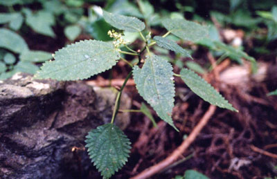 ムカゴイラクサ