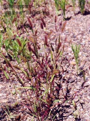 ムラサキエノコロ