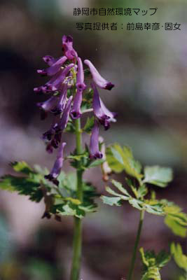 ムラサキケマン