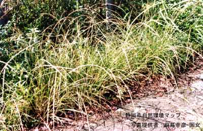 ムラサキネズミノオ