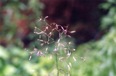 ムラサキニガナ