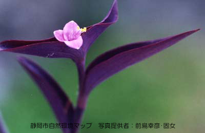 ムラサキオオツユクサ