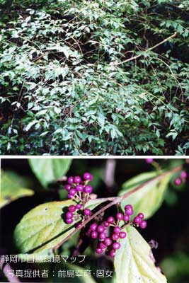 ムラサキシキブ