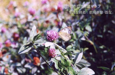 ムラサキツメクサ（アカツメクサ）