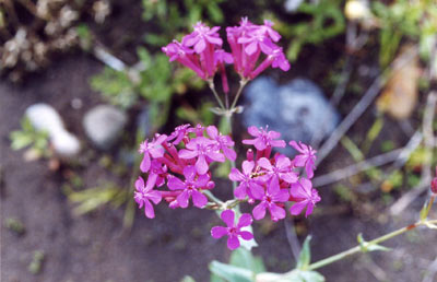 ムシトリナデシコ