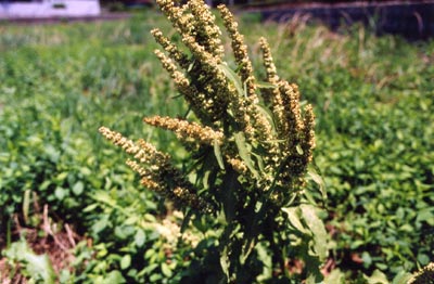 ナガバギシギシ