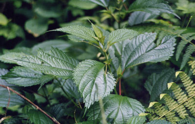 ナガバヤブマオ