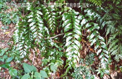 ナガバヤブソテツ