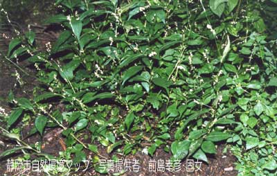 ナガボハナタデ