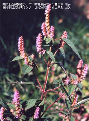 ナギナタコウジュ