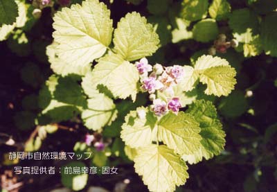 ナワシロイチゴ