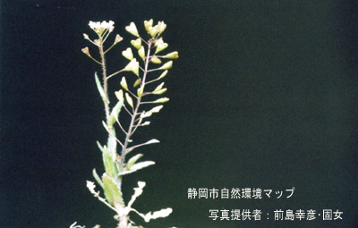 ナズナ（ペンペングサ）