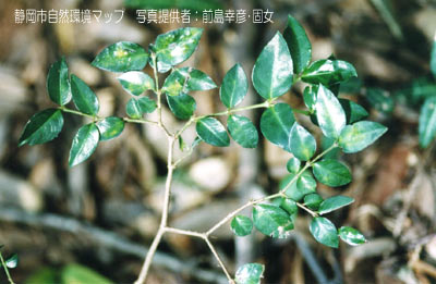 ニセジュズネノキ