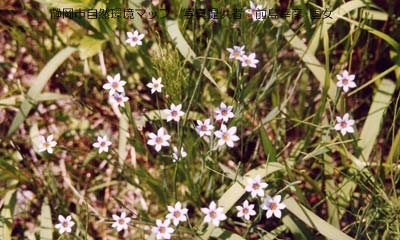 ニワゼキショウ