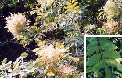 ヌルデ（フシノキ）