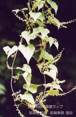 オニドコロ（トコロ）