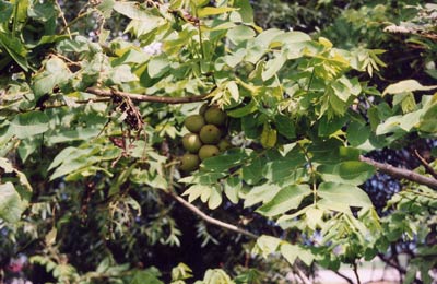 オニグルミ（クルミ）