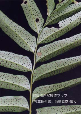 オニヤブソテツ