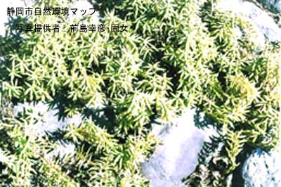 オノマンネングサ