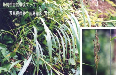 オオアブラススキ