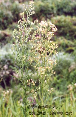 オオアレチノギク