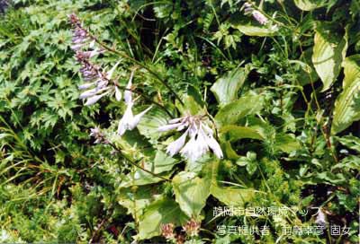 オオバギボウシ