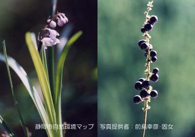 オオバジャノヒゲ