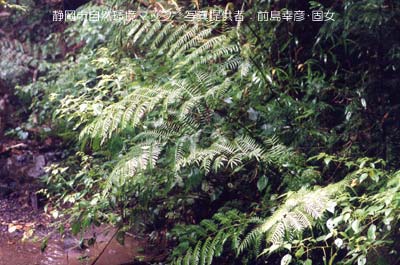 オオバノハチジョウシダ