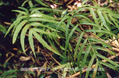 オオバノイノモトソウ