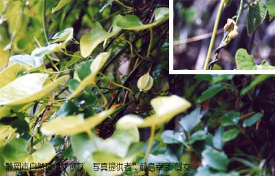 オオバウマノスズクサ