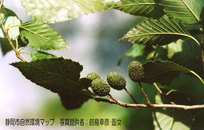 オオバヤシャブシ